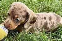 Waylon, a male Dachshund for sale in Sturgis, MI – 7 of 10