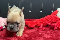 Wyman, a male French Bulldog for sale in Sturgis, MI – 4 of 10