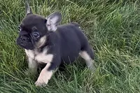 Coco, a female French Bulldog for sale in Sturgis, MI – 9 of 9