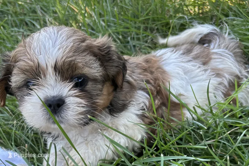 Irv – Shih Tzu puppy for sale in Sturgis, MI