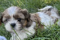 Irv, a male Shih Tzu for sale in Sturgis, MI – 1 of 6
