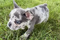 Zoey, a female French Bulldog for sale in Sturgis, MI – 10 of 10