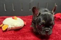 Yarma, a  French Bulldog for sale in Sturgis, MI – 6 of 6