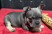 Hedie, a female French Bulldog for sale in Sturgis, MI – 5 of 10