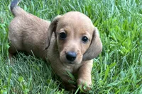 Mavey, a female Dachshund for sale in Sturgis, MI – 3 of 6