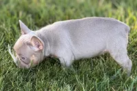 Babe, a female French Bulldog for sale in Sturgis, MI – 9 of 10