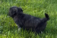 Gina, a female Shih Tzu for sale in Sturgis, MI – 3 of 10