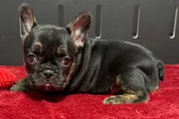 Yarma , a female French Bulldog for sale in Sturgis, MI – 3 of 8