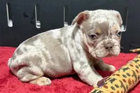 Lou, a male French Bulldog for sale in Sturgis, MI – 10 of 10