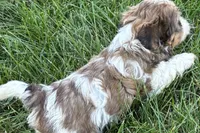 Irv, a male Shih Tzu for sale in Sturgis, MI – 2 of 6
