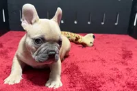 Luke, a male French Bulldog for sale in Sturgis, MI – 3 of 10