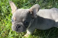 Nova, a female French Bulldog for sale in Sturgis, MI – 2 of 3