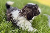 Vada, a female Shih Tzu for sale in Sturgis, MI – 10 of 10
