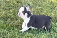 Chandler , a male French Bulldog for sale in Sturgis, MI – 8 of 10