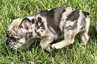 Snickers, a male French Bulldog for sale in Sturgis, MI – 8 of 10