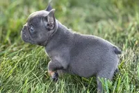 Alan, a male French Bulldog for sale in Sturgis, MI – 8 of 10