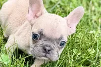 Jade, a female French Bulldog for sale in Sturgis, MI – 1 of 9