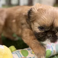Paisley, a female Shih Tzu for sale in Sturgis, MI – Photo 3 of 10