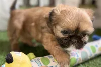 Paisley, a female Shih Tzu for sale in Sturgis, MI – Photo 3 of 10