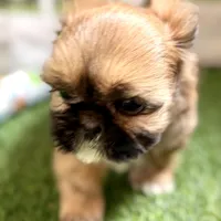 Paisley, a female Shih Tzu for sale in Sturgis, MI – Photo 4 of 10