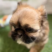 Paisley, a female Shih Tzu for sale in Sturgis, MI – Photo 2 of 10