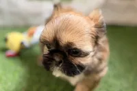 Paisley, a female Shih Tzu for sale in Sturgis, MI – Photo 2 of 10