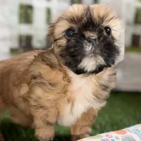 Paisley, a female Shih Tzu for sale in Sturgis, MI – Photo 6 of 10
