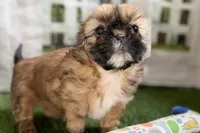 Paisley, a female Shih Tzu for sale in Sturgis, MI – Photo 6 of 10