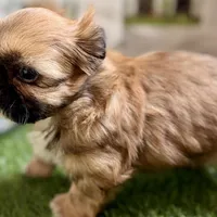 Paisley, a female Shih Tzu for sale in Sturgis, MI – Photo 7 of 10