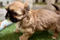 Paisley, a female Shih Tzu for sale in Sturgis, MI – Photo 7 of 10