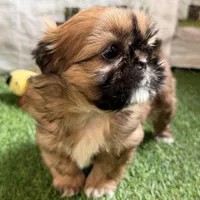 Paisley, a female Shih Tzu for sale in Sturgis, MI – Photo 10 of 10