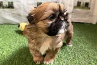 Paisley, a female Shih Tzu for sale in Sturgis, MI – Photo 10 of 10