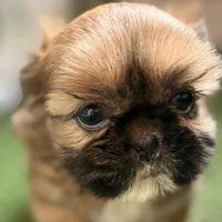 Paisley, a female Shih Tzu for sale in Sturgis, MI – Photo 1 of 10