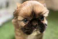 Paisley, a female Shih Tzu for sale in Sturgis, MI – Photo 1 of 10