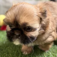 Paisley, a female Shih Tzu for sale in Sturgis, MI – Photo 5 of 10