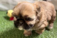 Paisley, a female Shih Tzu for sale in Sturgis, MI – Photo 5 of 10