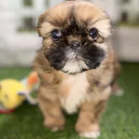 Paisley, a female Shih Tzu for sale in Sturgis, MI – Photo 8 of 10