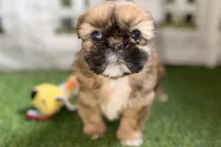 Paisley, a female Shih Tzu for sale in Sturgis, MI – Photo 8 of 10