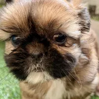 Paisley, a female Shih Tzu for sale in Sturgis, MI – Photo 9 of 10