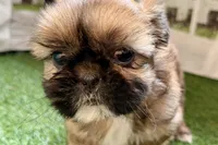Paisley, a female Shih Tzu for sale in Sturgis, MI – Photo 9 of 10