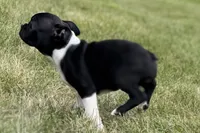 Lexi, a female Boston Terrier for sale in Sturgis, MI – 3 of 8