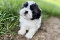 Vada, a female Shih Tzu for sale in Sturgis, MI – 7 of 10