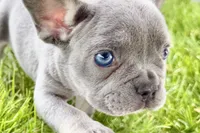 Twila, a female French Bulldog for sale in Sturgis, MI – 9 of 9