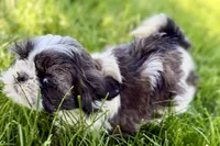 Vada, a female Shih Tzu for sale in Sturgis, MI – 5 of 10