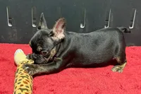 Yarma, a female French Bulldog for sale in Sturgis, MI – 2 of 10