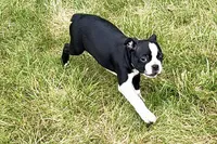 Lucy, a female Boston Terrier for sale in Sturgis, MI – 9 of 9