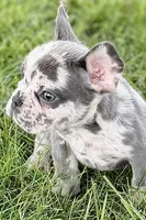 Zoey, a female French Bulldog for sale in Sturgis, MI – 2 of 10