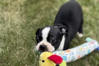 Lucy, a female Boston Terrier for sale in Sturgis, MI – 8 of 9