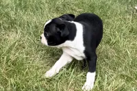 Lucy, a female Boston Terrier for sale in Sturgis, MI – 4 of 9