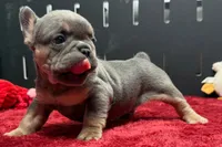 Willy , a male French Bulldog for sale in Sturgis, MI – 5 of 9